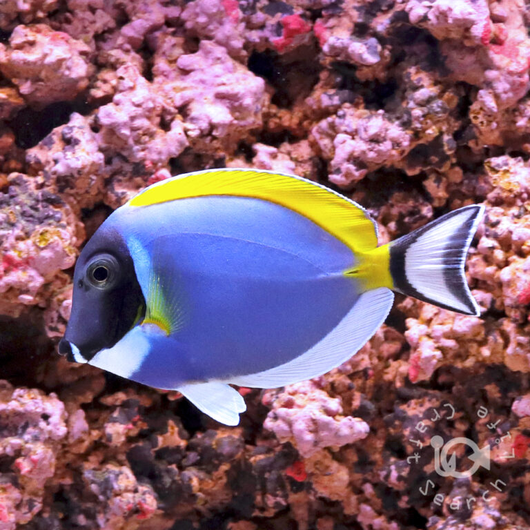 Powder-Blue-Tang_M