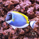 Powder-Blue-Tang_M