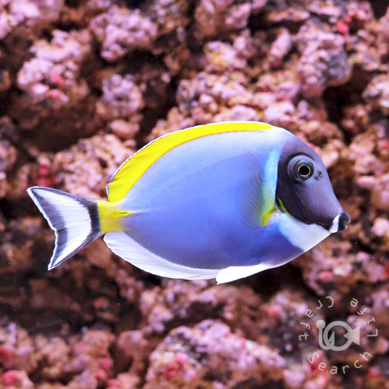 Powder-Blue-Tang_M