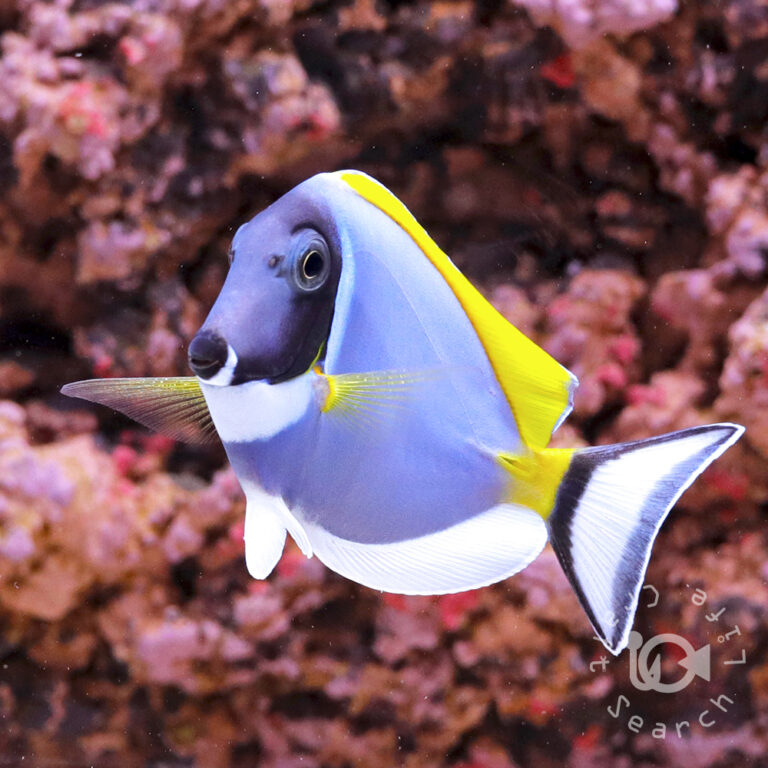 Powder-Blue-Tang_M