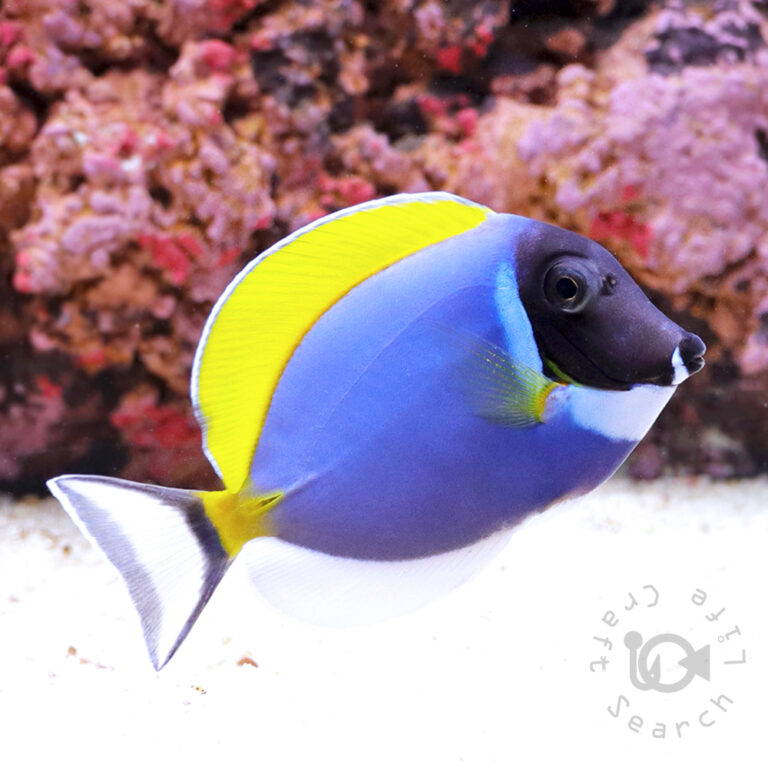Powder-Blue-Tang_M