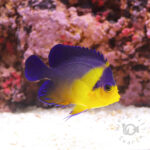 Purplemask-Angelfish_S