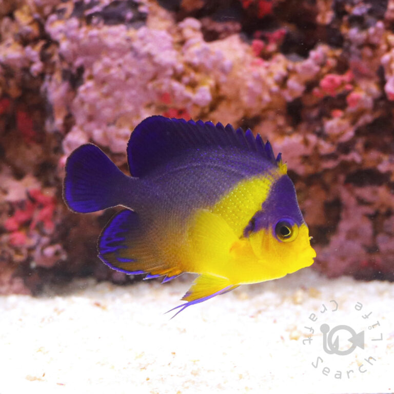 Purplemask-Angelfish_S