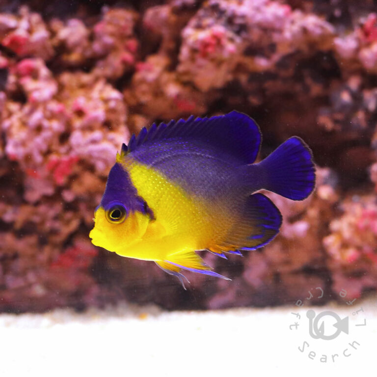 Purplemask-Angelfish_S