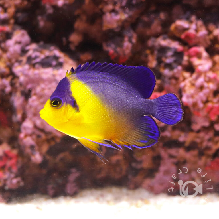 Purplemask-Angelfish_S