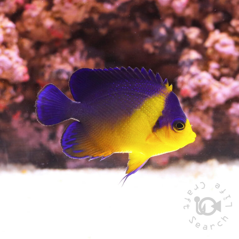 Purplemask-Angelfish_S