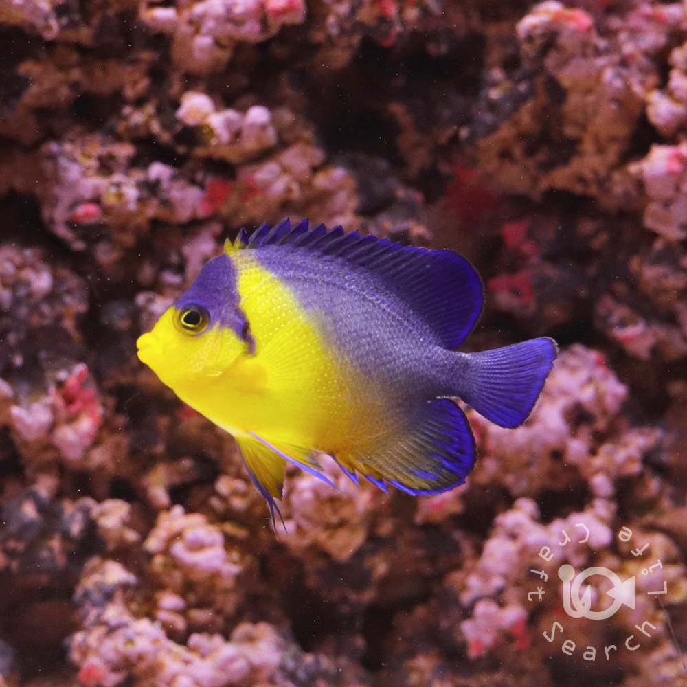 スミレヤッコ - 海水魚・小型水槽・人工ライブロック通販｜サーチ