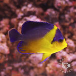 Purplemask-Angelfish_M