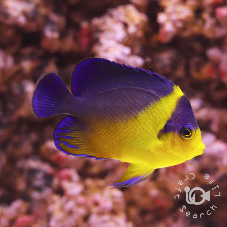 Purplemask-Angelfish_M