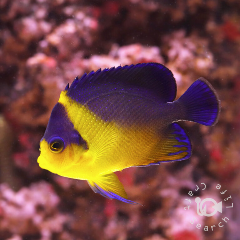 Purplemask-Angelfish_M