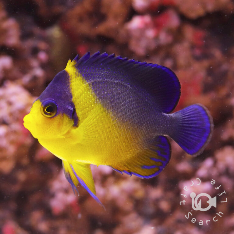 Purplemask-Angelfish_M