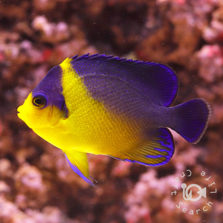 Purplemask-Angelfish_M