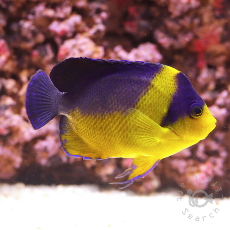 Purplemask-Angelfish_L