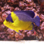 Purplemask-Angelfish_L