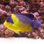 Purplemask-Angelfish_L