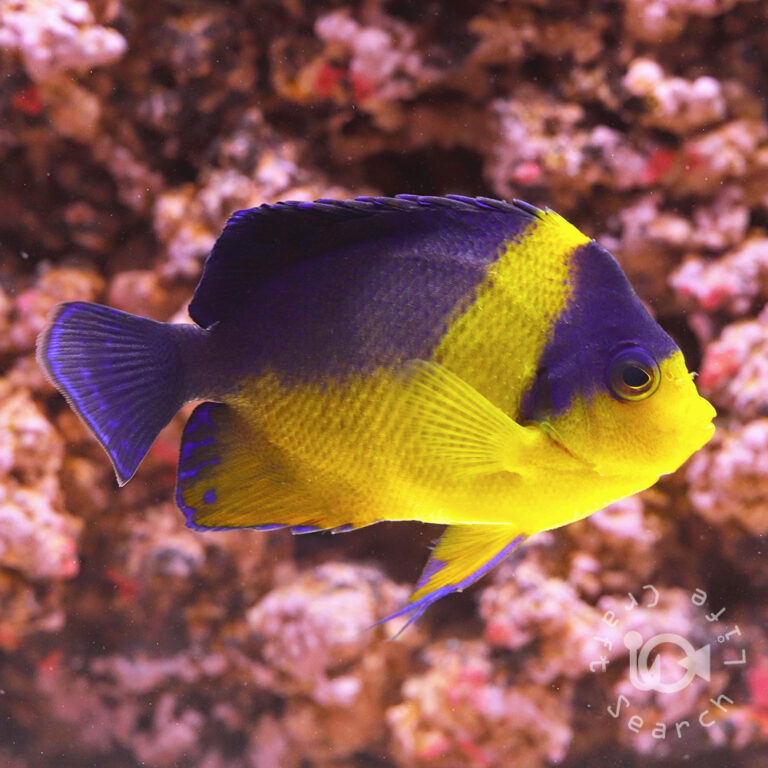 Purplemask-Angelfish_L