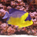 Purplemask-Angelfish_L