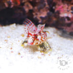 Red-Scooter-Blenny