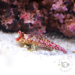 Red-Scooter-Blenny