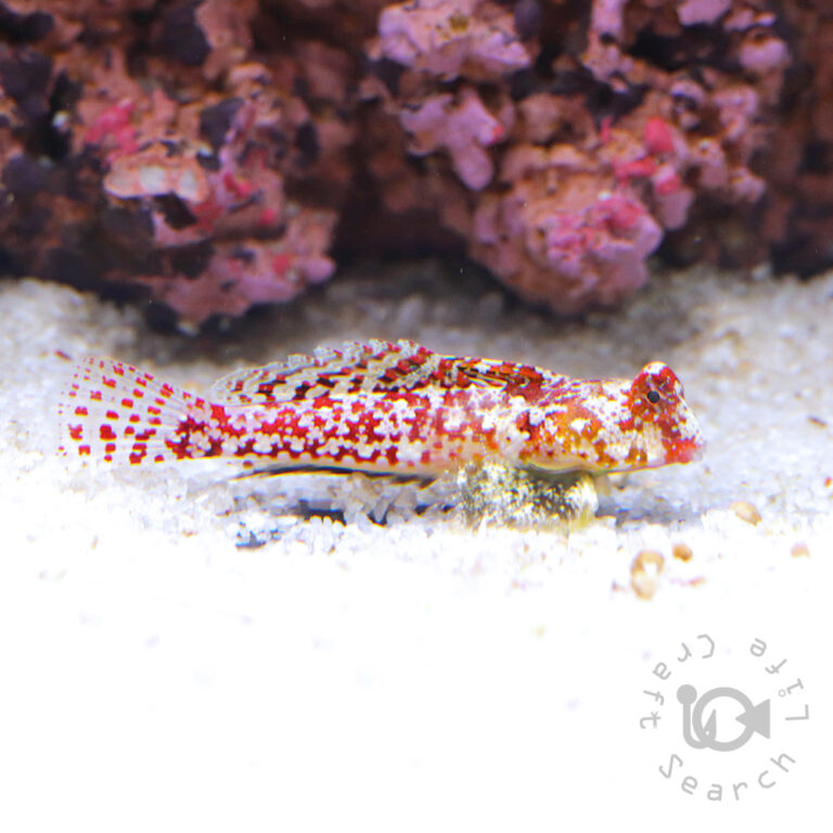 Red-Scooter-Blenny