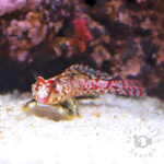 Red-Scooter-Blenny