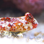 Red-Scooter-Blenny