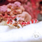 Red-Scooter-Blenny