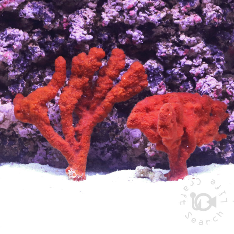Red-Tree-Sponge