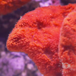 Red-Tree-Sponge