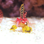 Rubyred-Scooter-Blenny