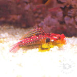 Rubyred-Scooter-Blenny