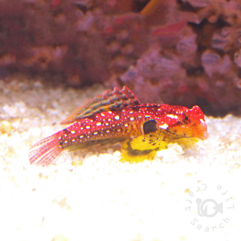 Rubyred-Scooter-Blenny