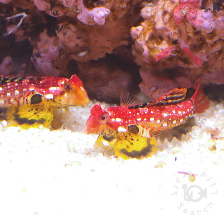 Rubyred-Scooter-Blenny