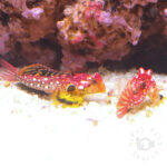 Rubyred-Scooter-Blenny