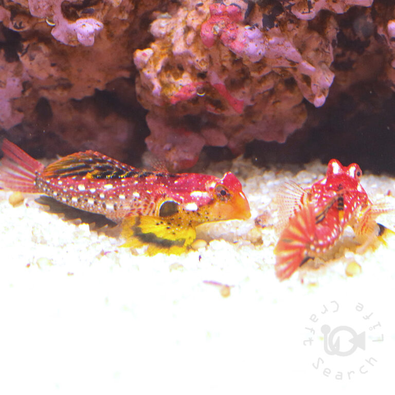 Rubyred-Scooter-Blenny