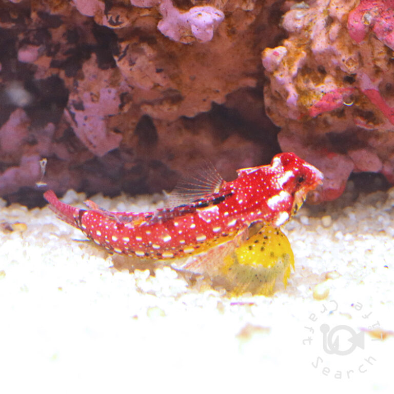 Rubyred-Scooter-Blenny