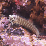 Segmented-Blenny