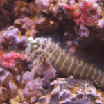 Segmented-Blenny