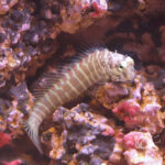 Segmented-Blenny