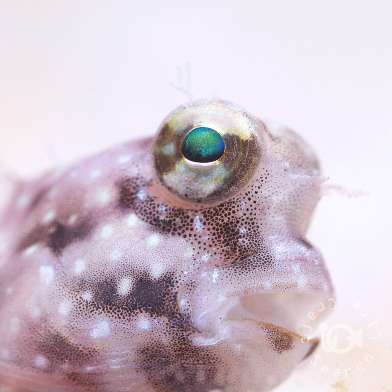 Segmented-Blenny