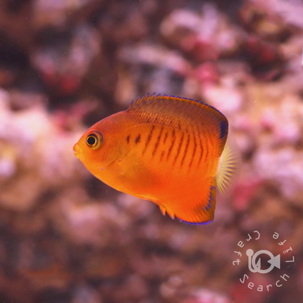 ダイダイヤッコ - 海水魚・小型水槽・人工ライブロック通販｜サーチ