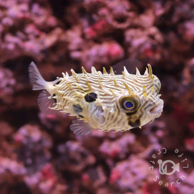 Striped-Burrfish_S