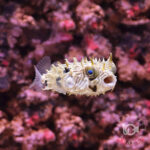 Striped-Burrfish_S