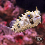 Striped-Burrfish_S
