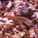 Tail-Spot-Blenny