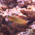 Tail-Spot-Blenny