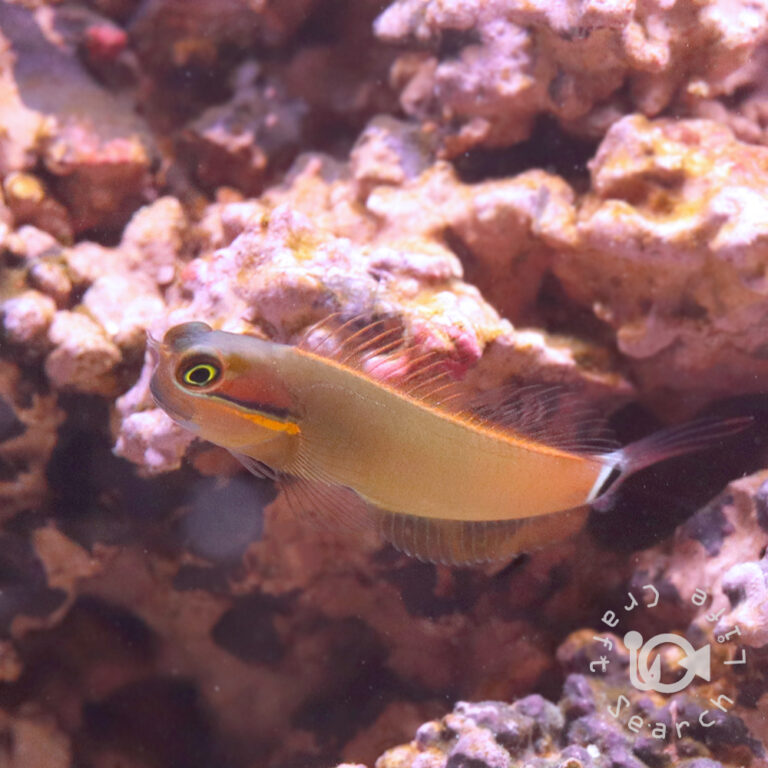Tail-Spot-Blenny