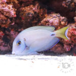 Tenetii-Surgeonfish_M