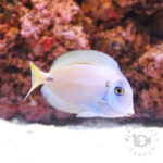 Tenetii-Surgeonfish_M