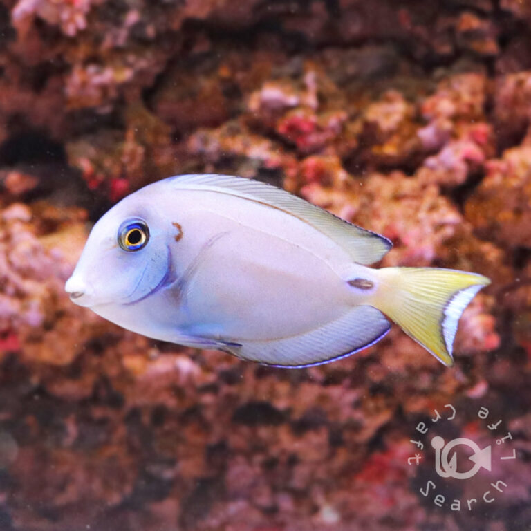 Tenetii-Surgeonfish_M